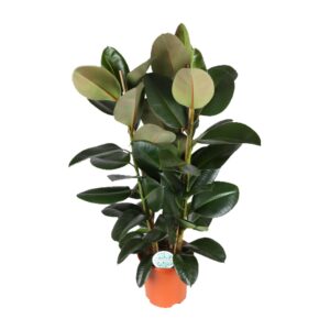 Ficus Elastica Robusta – Ø27cm – 115cm