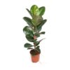 Ficus Elastica Robusta – Ø21cm – 95cm