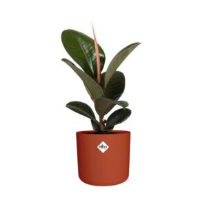 Ficus Elastica ‘Robusta’ in ELHO b.for soft rond 14cm brique