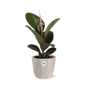 Ficus Elastica ‘Robusta’ in ELHO b.for rock 14 cm warm grey