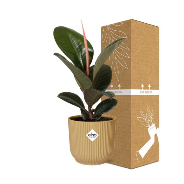 Ficus Elastica ‘Robusta’ in ELHO Vibes Fold 14cm geel