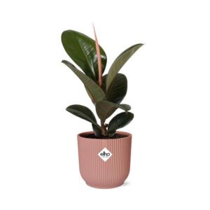 Ficus Elastica ‘Robusta’ in ELHO Vibes Fold 14cm roze
