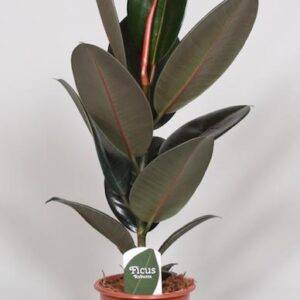 Ficus Elastica Abidjan – Ø17cm – 60cm