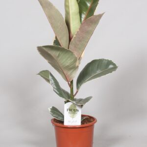 Ficus Elastica Tineke – Ø17cm – 60cm