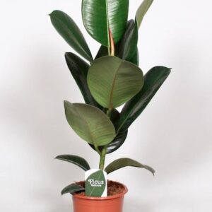 Ficus Elastica Robusta – Ø17cm – 65cm