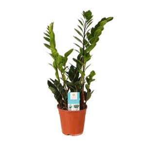 Zamioculcas Zamiifolia – Ø14cm – 45cm