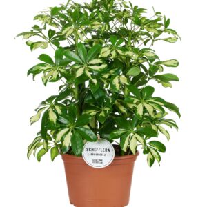 Schefflera Gerda – Ø21cm – 55cm