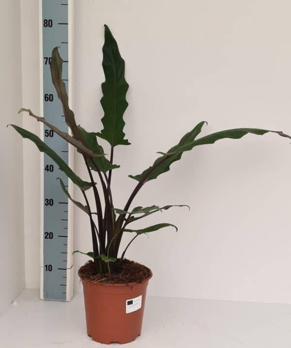 Alocasia Lauterbachiana – Ø19cm – 75cm