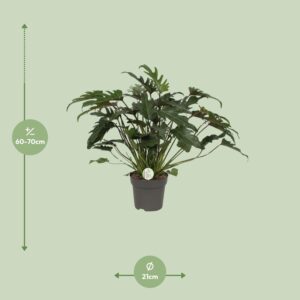 Philodendron Xanadu – Ø21cm – 65cm