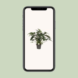 Philodendron Xanadu – Ø21cm – 65cm