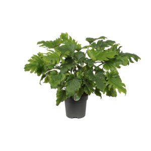 Philodendron Xanadu – Ø21cm – 60cm