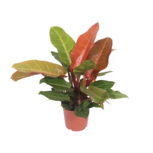 Philodendron Prince of Orange – Ø17cm – 45cm