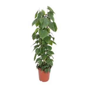 Philodendron Scandens – Ø24cm – 120cm