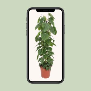 Philodendron Scandens – Ø24cm – 120cm
