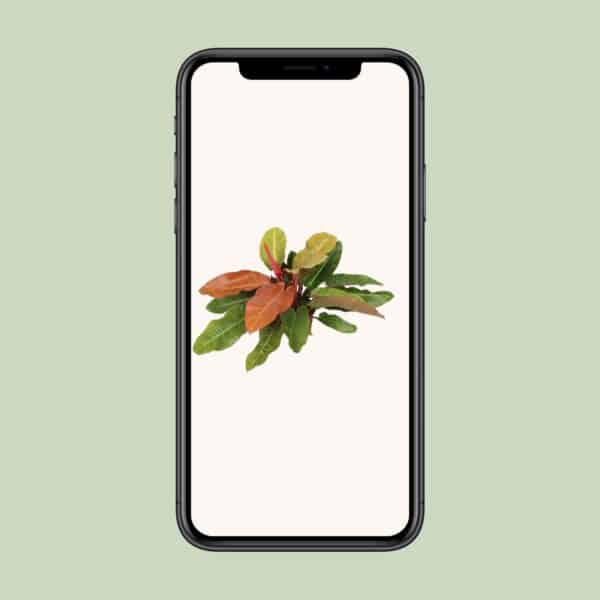 Philodendron Prince Of Orange – Ø27cm – 75cm
