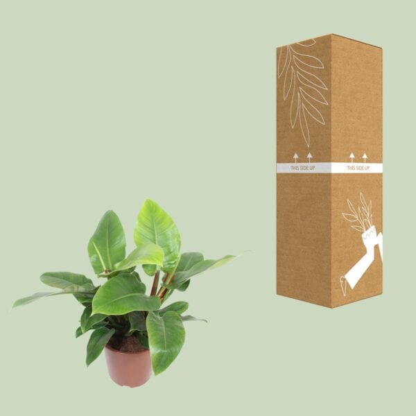 Philodendron Imperial Green – Ø27cm – 80cm