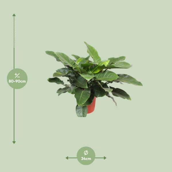 Philodendron Imperial Green – Ø34cm – 90cm