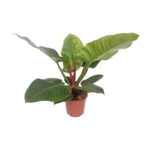 Philodendron Imperial Green – Ø17cm – 60cm
