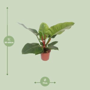Philodendron Imperial Green – Ø17cm – 60cm
