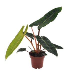 Philodendron Billietiae – Ø12cm – 25cm