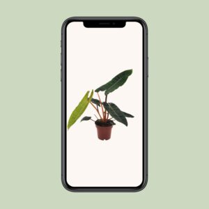 Philodendron Billietiae – Ø12cm – 25cm