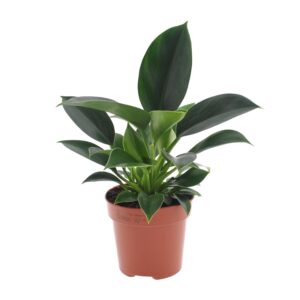 Philodendron Green Princess – Ø12cm – 25cm