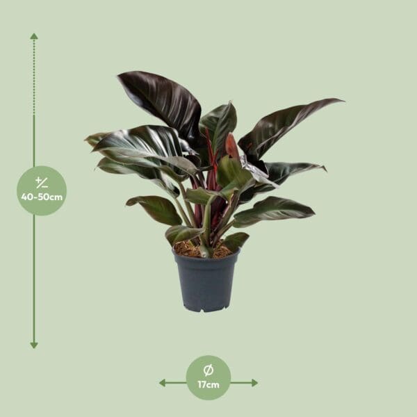 Philodendron Imperial Red – Ø17cm – 50cm