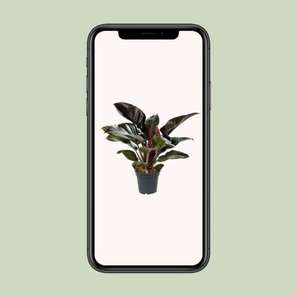 Philodendron Imperial Red – Ø17cm – 50cm