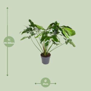Philodendron Green Wonder – Ø24cm – 100cm