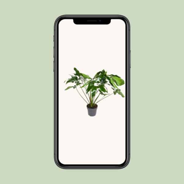 Philodendron Green Wonder – Ø24cm – 100cm