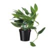 Philodendron Cobra Toef – Ø17 50