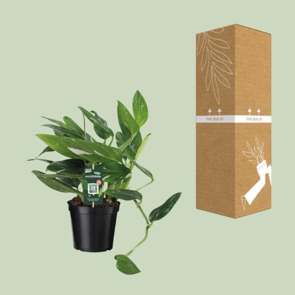 Philodendron Cobra Toef – Ø17 50
