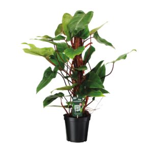 Philodendron Red Emerald – Ø19 80