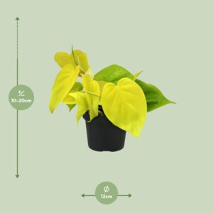 Philodendron Lime – Ø12cm – 20cm