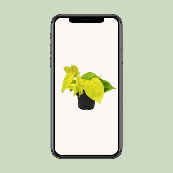 Philodendron Lime – Ø12cm – 20cm