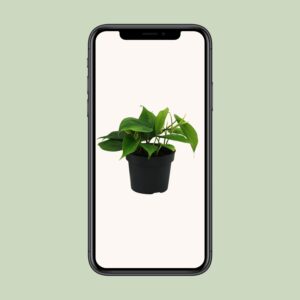Philodendron Scandens – Ø12cm – 20cm