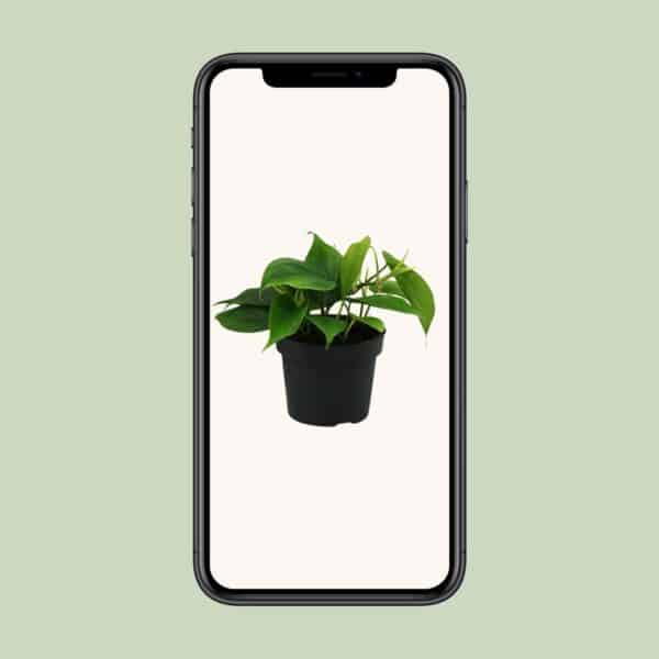 Philodendron Scandens – Ø12cm – 20cm