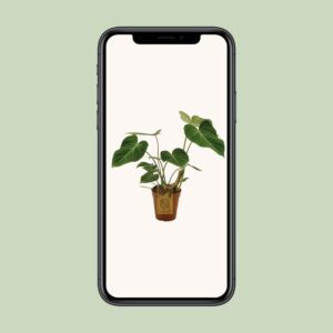 Philodendron Gloriosum – Ø15cm – 40cm