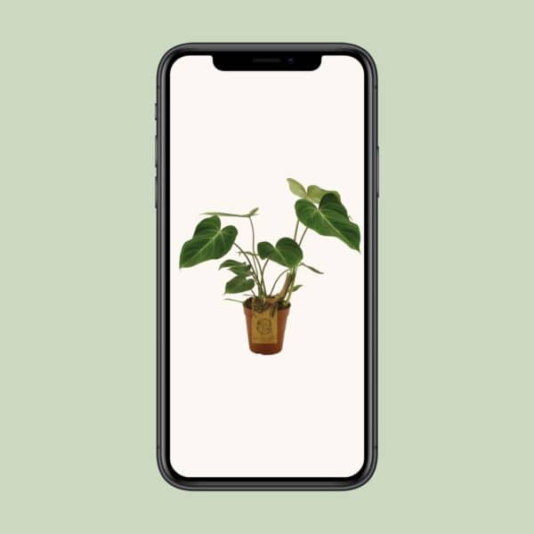 Philodendron Gloriosum – Ø15cm – 40cm