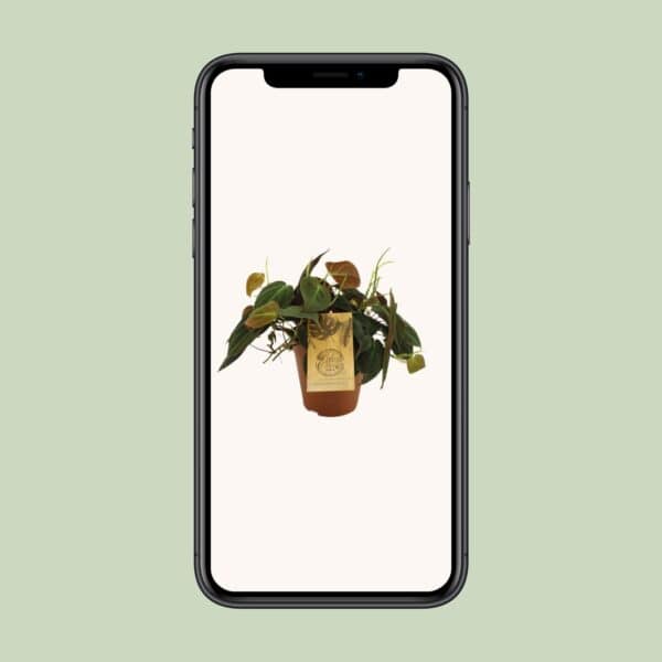Philodendron Micans – Ø15cm – 40cm