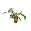 Philodendron 69686 “bette waterbury” – Ø15cm – 50cm