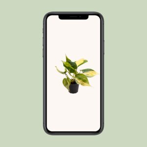Philodendron Scandens Brasil – Ø6 12