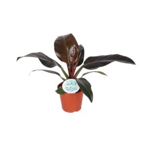 Philodendron Imperial Red – Ø14cm – 40cm