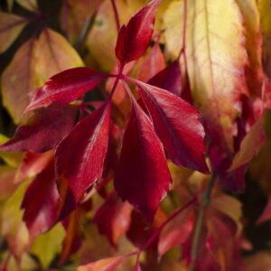 Parthenocissus henryana