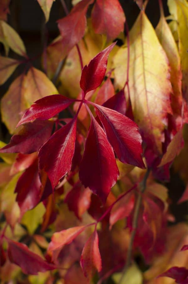 Parthenocissus henryana