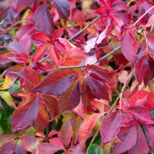 Parthenocissus henryana