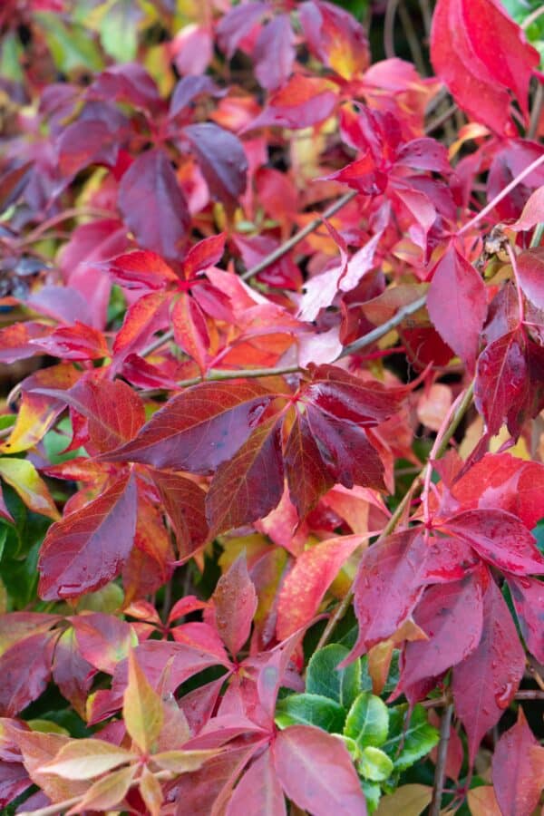 Parthenocissus henryana