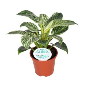 Philodendron Birkin – Ø14cm – 25cm