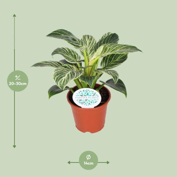 Philodendron Birkin – Ø14cm – 25cm