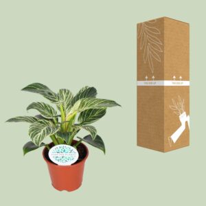 Philodendron Birkin – Ø14cm – 25cm